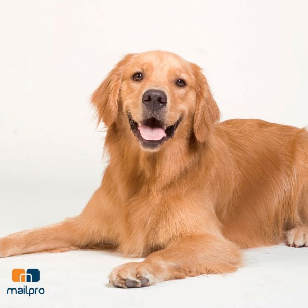 Email Marketing for Vet Clinics